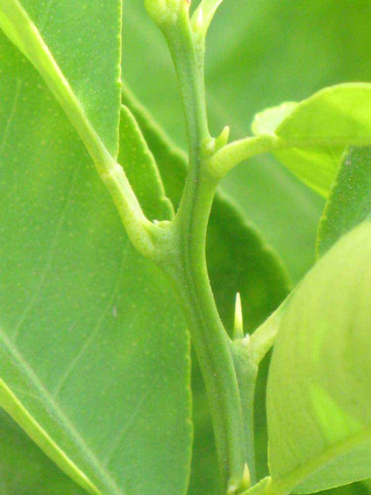            First year twig (Riverside, CA)   